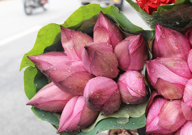 Thông thường, hoa sen bắt đầu nở rộ từ tháng 5 cho đến hết tháng 9