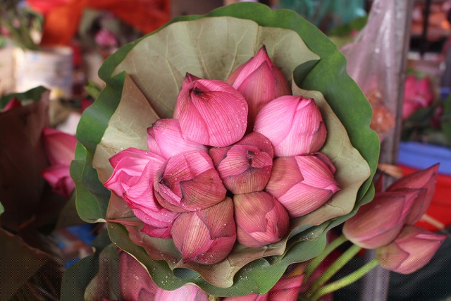 Giá sen đầu mùa hiện khá cao, dao động từ 50.000 - 80.000 đồng/bó