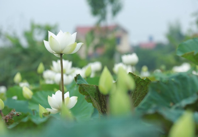 Không chỉ bán sen trên phố, nhiều đầm hoa ở Hà Nội còn mở cửa cho khách đến tham quan, du lịch, chụp ảnh