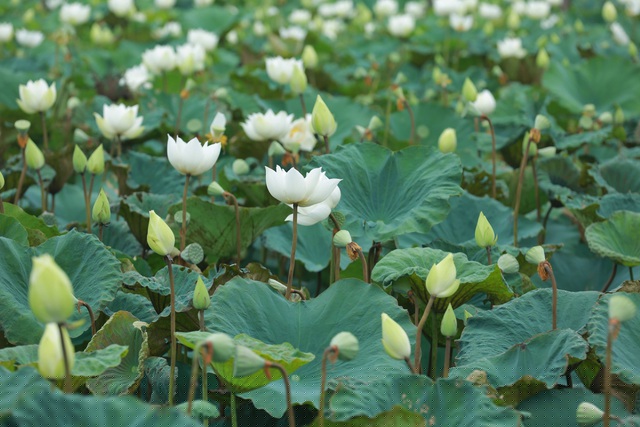 Với vẻ đẹp tinh khôi, thuần khiết, hoa sen còn được mệnh danh là quốc hoa của Việt Nam