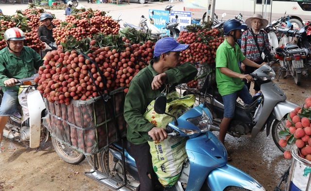 Dự kiến có 1.000 tấn vải thiều Bắc Giang sẽ xuất khẩu tới thị trường EU, Mỹ, Singapore...