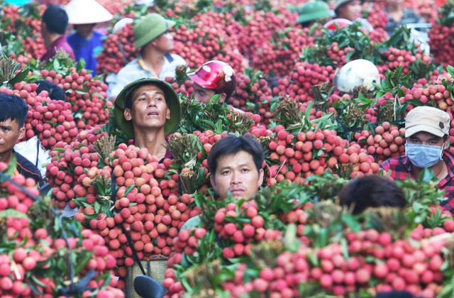 Người dân Bắc Giang thắng lớn vụ vải thiều 2019, thu về hàng trăm triệu USD