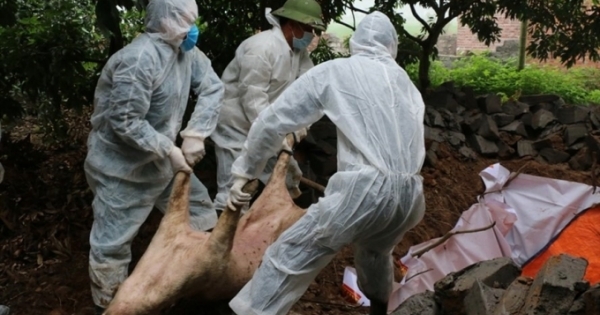 Quảng Ninh: 2 địa phương xuất hiện trở lại bệnh dịch tả lợn Châu Phi