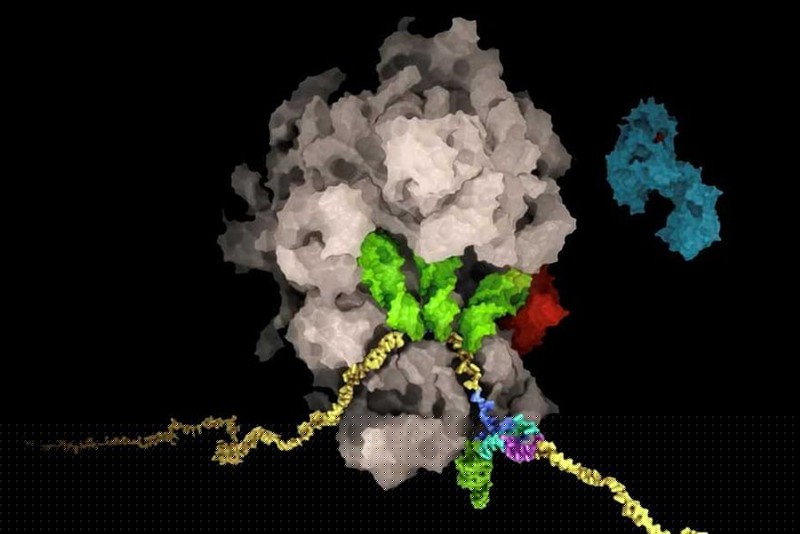 Giới khoa học Thụy Sĩ tìm ra 'tử huyệt' của virus SARS-CoV-2 - ảnh 1