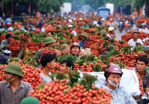 Bắc Giang x&acirc;y dựng 3 kịch bản nhằm ti&ecirc;u thụ hết 180.000 tấn vải thiều