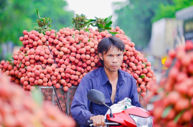 Thủ phủ vải thiều Lục Ngạn sẽ thu hoạch trái vải chín sớm từ 20/5