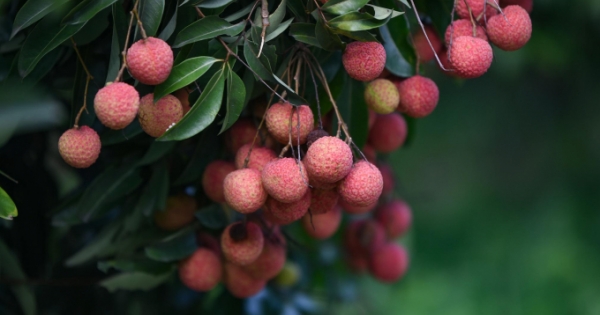 Việt Nam sẽ xuất khẩu 100 tấn vải thiều sang Australia