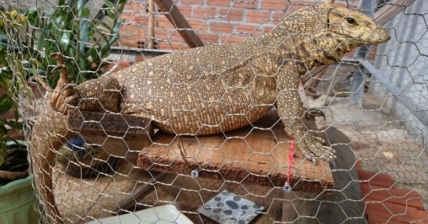 Phát hiện 17 cá thể kỳ đà vân không rõ nguồn gốc tại Đắk Nông