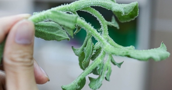 "Rau kim cương" giá cực đắt vẫn "cháy hàng" ở Hà Nội