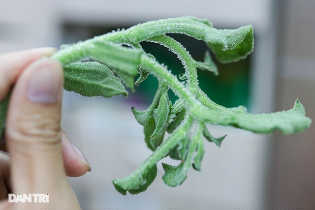 Dù có giá đắt đỏ nhưng đổi lại, rau bông tuyết có vị tươi mát, giòn, vị mặn nhẹ, lá mềm ngon ngọt và có thể ăn sống nên được khách ưa chuộng. Tuy vậy, thi thoảng hàng mới về chứ không có nhiều và sẵn. 