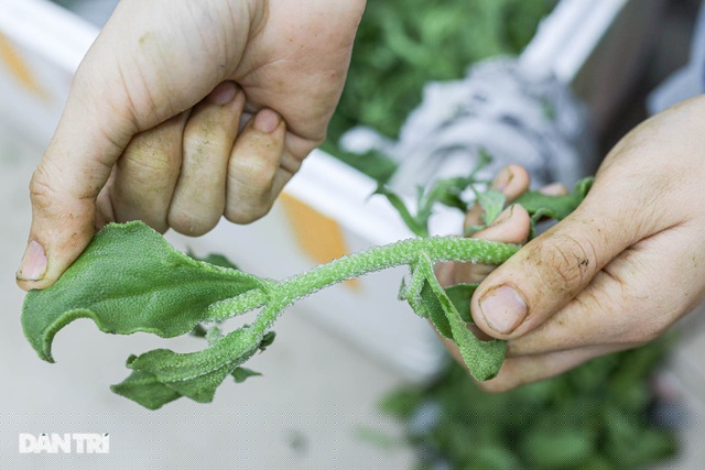 Trong rau bông tuyết có hàm lượng dinh dưỡng cao, giàu các chất dinh dưỡng như Natri, Kali, axit amin, chất chống oxy hóa… 