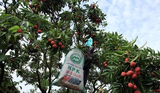 Nghệ An: Ngã khi trèo cây hái vải, một người tử vong