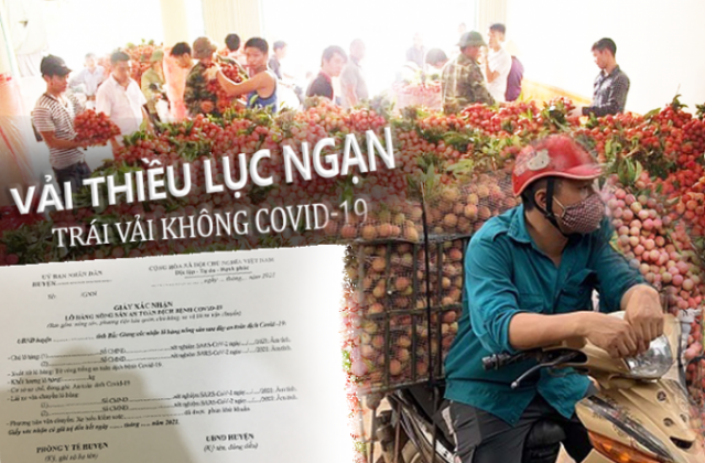 Vải thiều Lục Ngạn – “Trái vải không Covid-19”