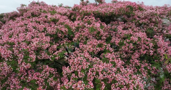 Muồng Anh Đào – tươi hồng trong giá lạnh