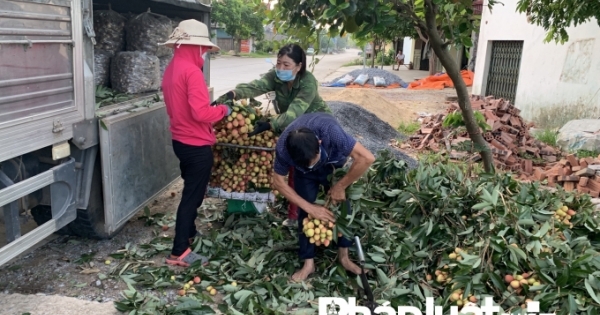 Cả hệ thống cùng vào cuộc, nông sản được giá người dân Bắc Giang mừng vui