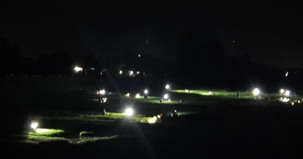 Nghệ An: Nông dân chong đèn nhổ mạ, đồng vui như hội