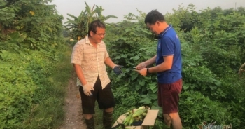 Thầy giáo Hà Nội bán hết ruộng ngô ủng hộ Bắc Giang chống dịch