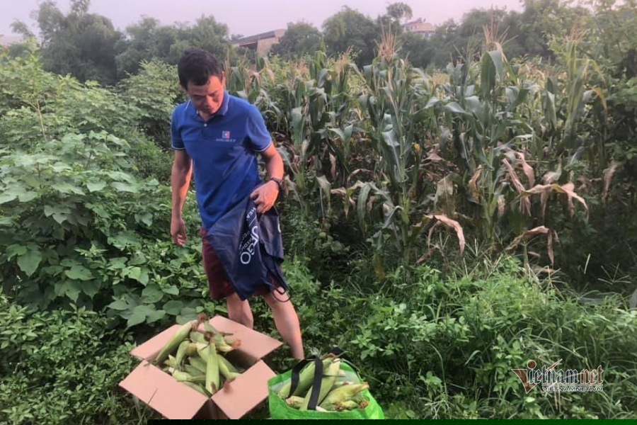 Vườn ngô được bán với giá 10 triệu để ủng hộ phòng chống dịch