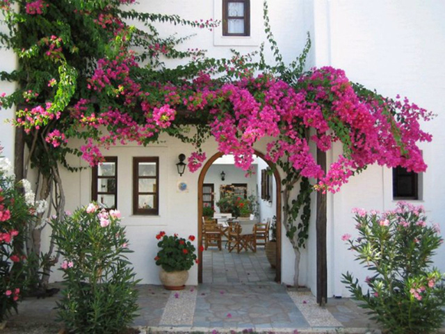 cay-trong-truoc-nha-hop-phong-thuy1-1-1622375712152306198234