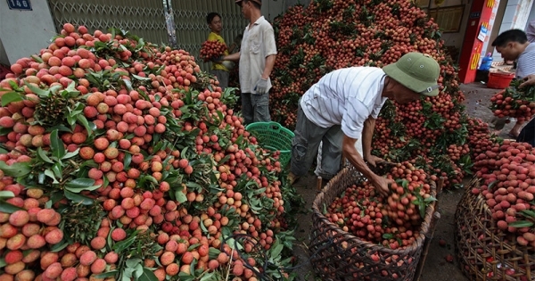 Bộ trưởng Lê Minh Hoan: Tình hình cấp bách, không thể biết tuần sau sẽ thế nào