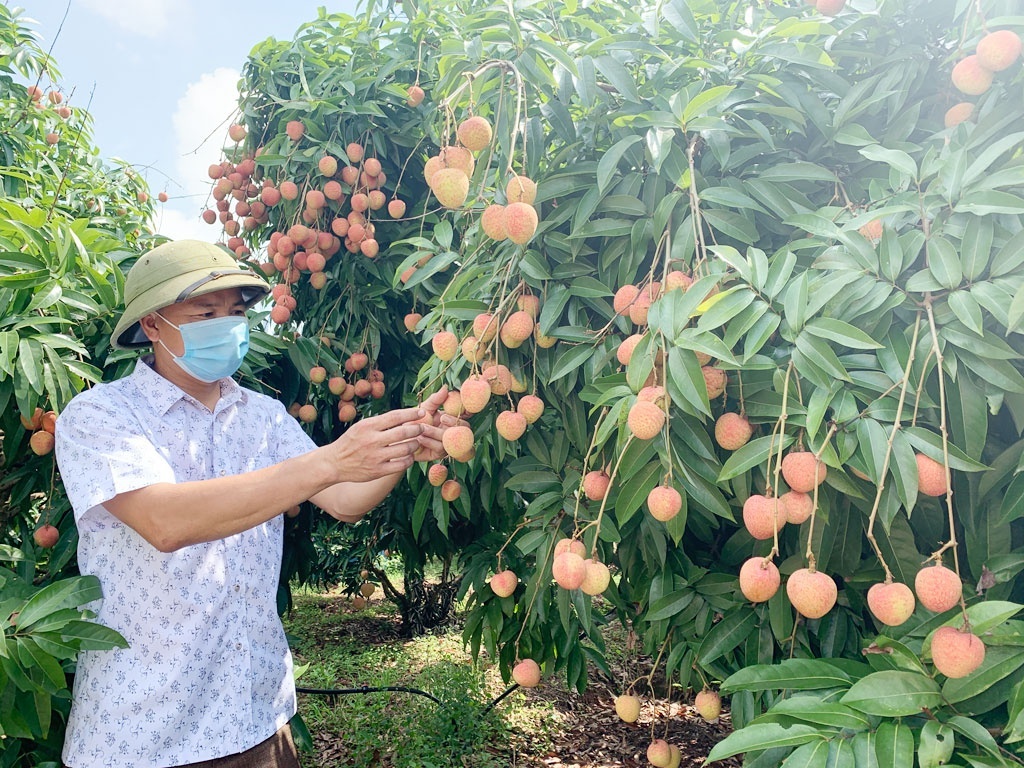 Quả vải thiều Bắc Giang sẵn sàng đến các thị trường mới