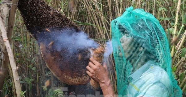 Theo chân thợ gác kèo ong ở 