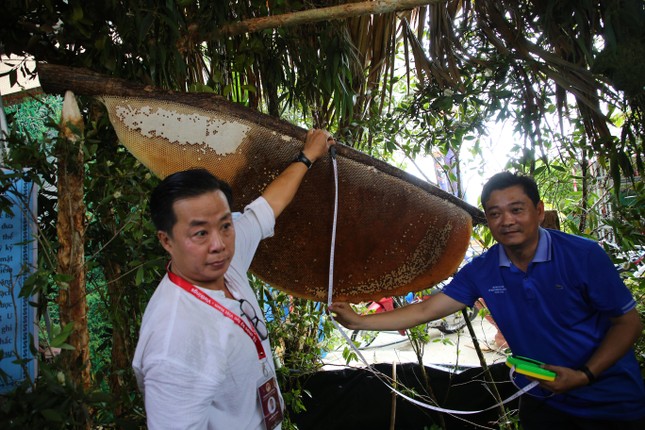 Tổ ong mật xác lập kỷ lục lớn nhất Việt Nam. Ảnh Nhật Huy