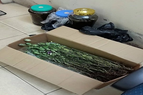 Cây thuốc phiện bị phát hiện.