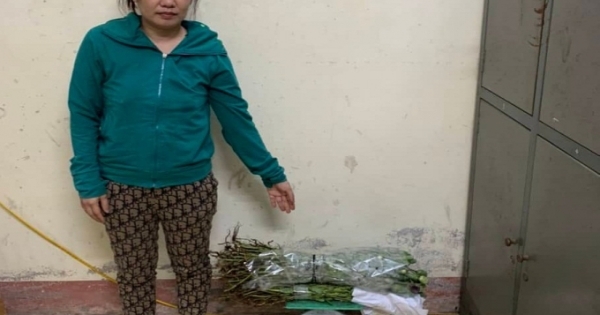 Hải Dương: Bán cây thuốc phiện để ngâm rượu một phụ nữ bị bắt
