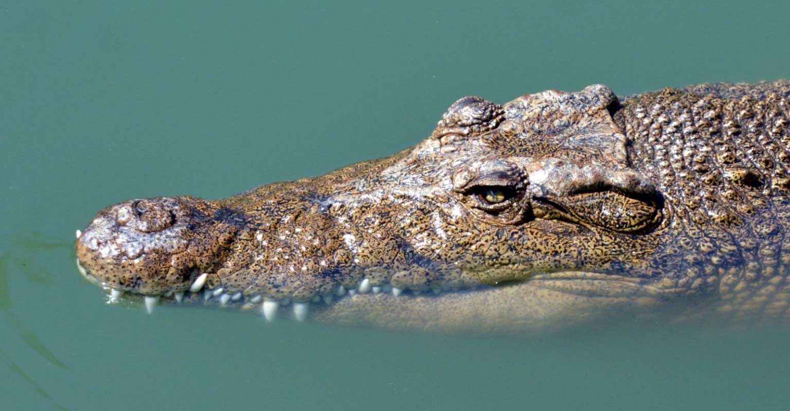 Thoát chết thần kỳ khỏi hàm cá sấu - 1