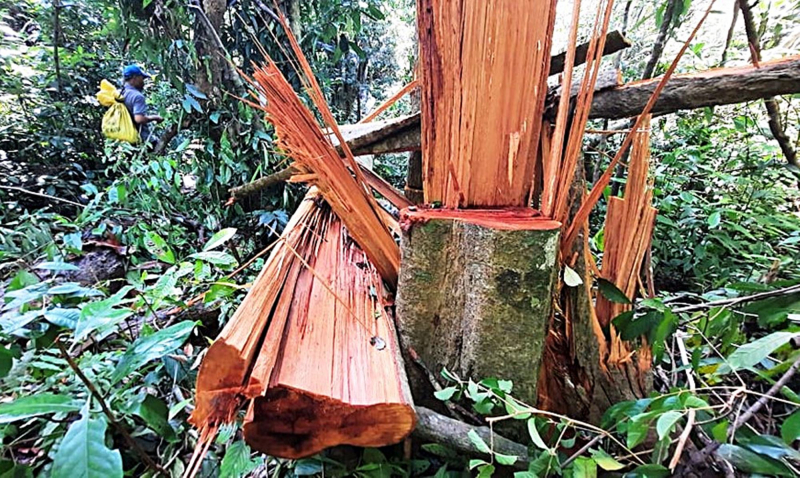 Đẩy nhanh tiến độ điều tra, làm rõ đối tượng phá rừng, lấn chiếm đất rừng. Ảnh Internet