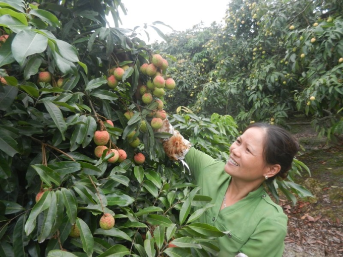 Người dân Thanh Hà - Hải Dương phấn khởi được mùa thu hoạch vải thiều năm nay.