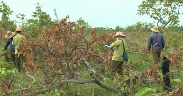 Thông tin mới nhất vụ hơn 382ha rừng bị phá ở Đắk Lắk: Nhiều cán bộ nhận hình thức kỷ luật cảnh cáo