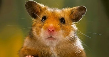 Xác định vật chủ trung gian lây bệnh đậu mùa khỉ