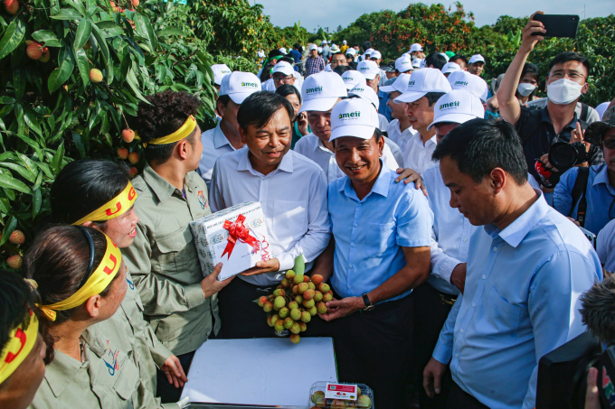 Vải Thanh Hà (Hải Dương) năm nay được đánh giá mẫu mã và chất lượng tốt hơn so với năm ngoái.