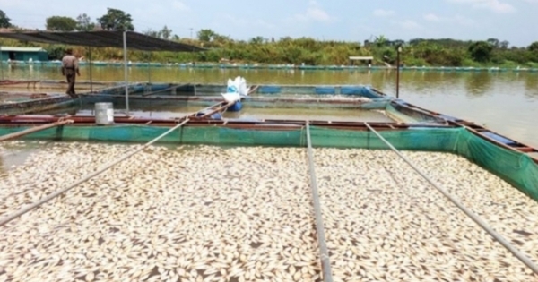 Tìm nguyên nhân cá nuôi lồng, bè chết trắng trên sông Sêrêpốk