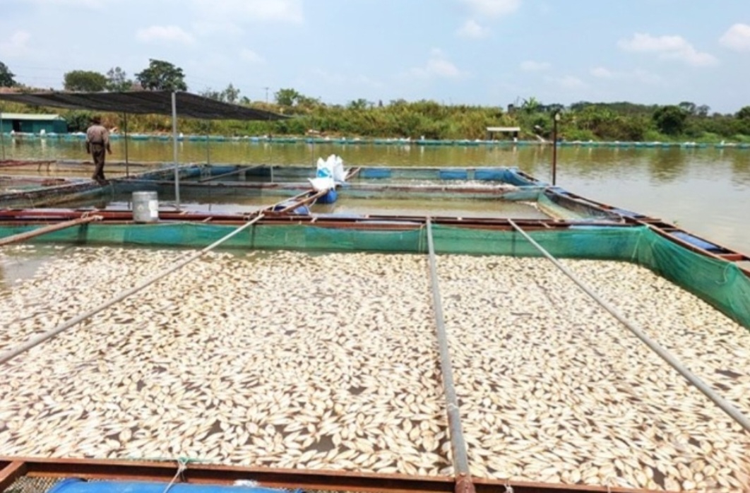 Screenshot_20230508-135315_Gallery