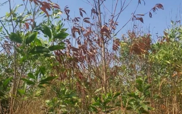 Tìm nguyên nhân hơn 30 ha rừng ở huyện Đức Cơ chết bất thường