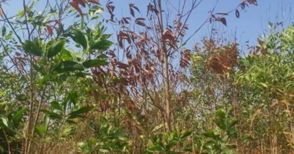 Tìm nguyên nhân hơn 30 ha rừng ở huyện Đức Cơ chết bất thường