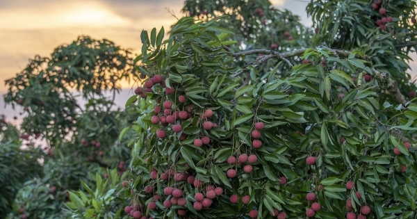 Bắc Giang tăng cường giải ngân vốn đầu tư công, tiêu thụ vải thiều