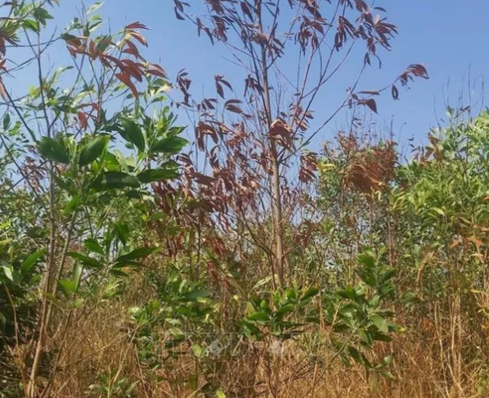 Screenshot_20230519-175318_Chrome