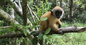 Vườn quốc gia Cát Tiên cứu hộ thành công vọoc bạc Đông Dương non