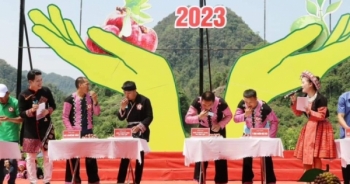 Rộn ràng ngày hội hái quả trên cao nguyên Mộc Châu