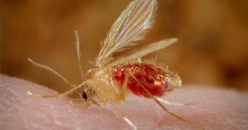 Ký sinh trùng ăn thịt người đang hoành hành ở Syria như thế nào?