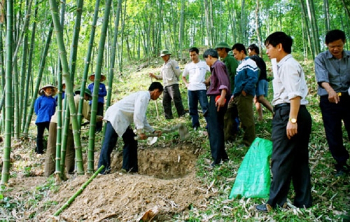 Nh&acirc;n d&acirc;n x&atilde; T&acirc;n Th&agrave;nh, huyện Thường Xu&acirc;n chăm s&oacute;c rừng luồng (Ảnh: B&aacute;o Thanh H&oacute;a).