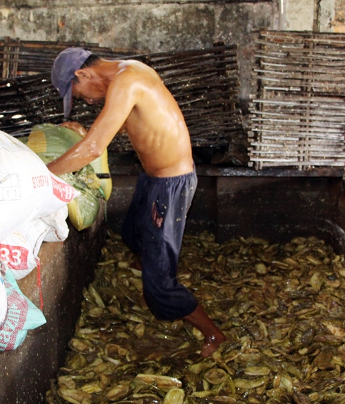 &nbsp;Kh&ocirc;ng thể tin nổi khi mục sở thị... c&ocirc;ng nghệ l&agrave;m mắm như thế n&agrave;y!