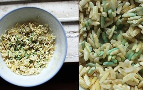 Gạo ngâm nước đổi màu xanh do nấm mốc