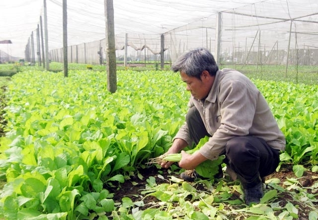 Sản xuất rau an to&agrave;n tại x&atilde; Tiền Y&ecirc;n, huyện Ho&agrave;i Đức (H&agrave; Nội).