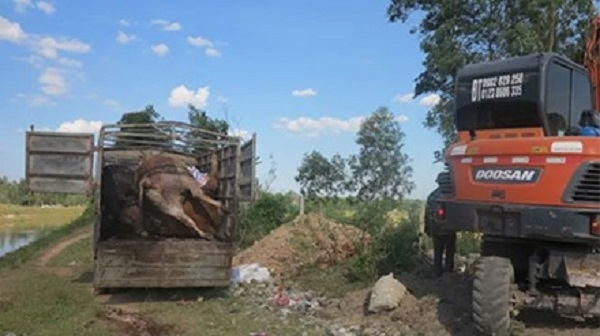 B&ograve; chết bốc m&ugrave;i vẫn mang đi ti&ecirc;u thụ