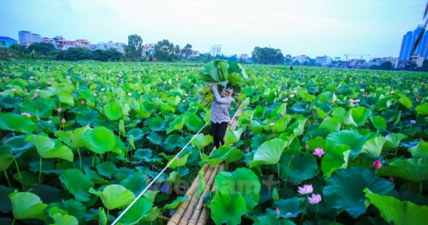 Nỗi buồn mang tên “sen Hồ Tây”